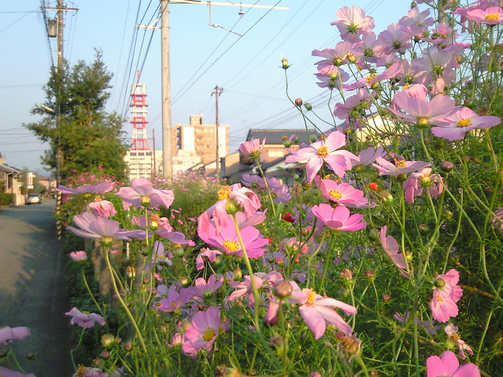 cosmos