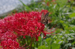 IMGP7145
