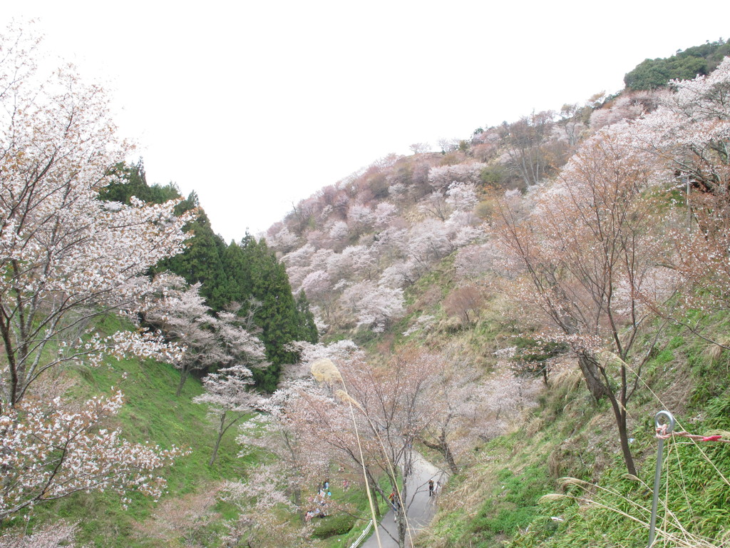 吉野