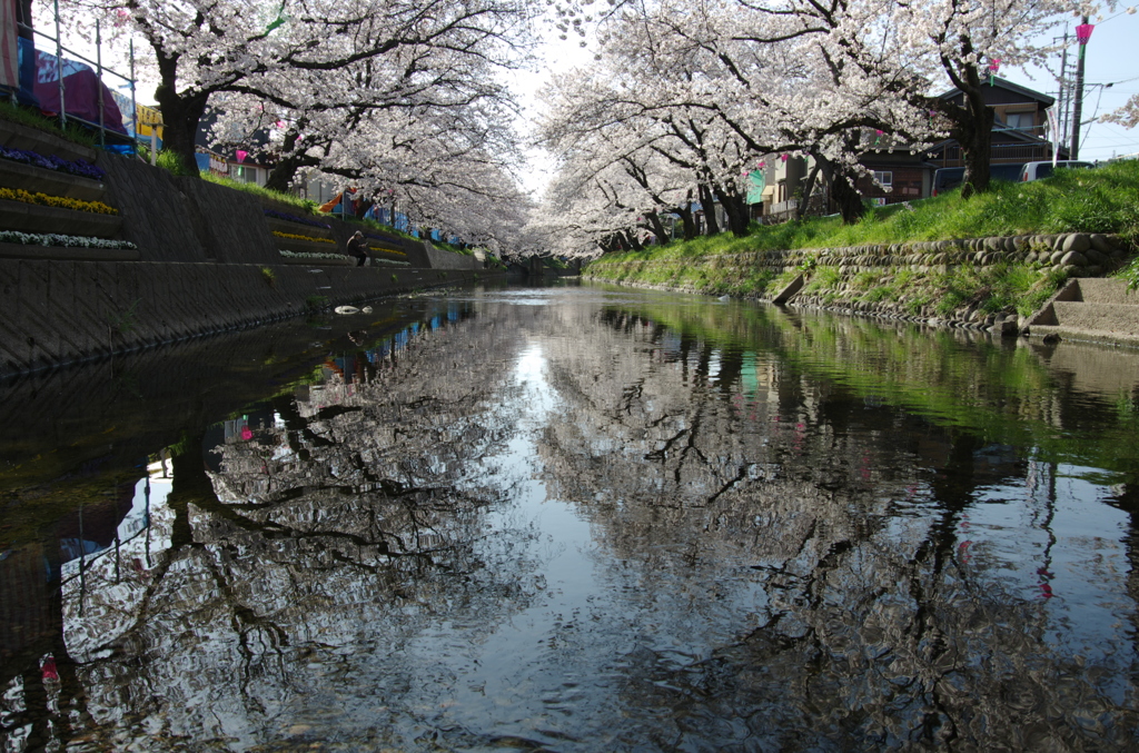 二つの桜