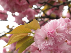 八重桜？