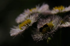 IMGP4378