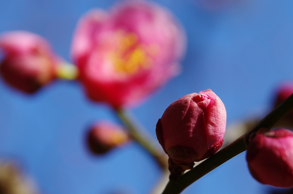 開花