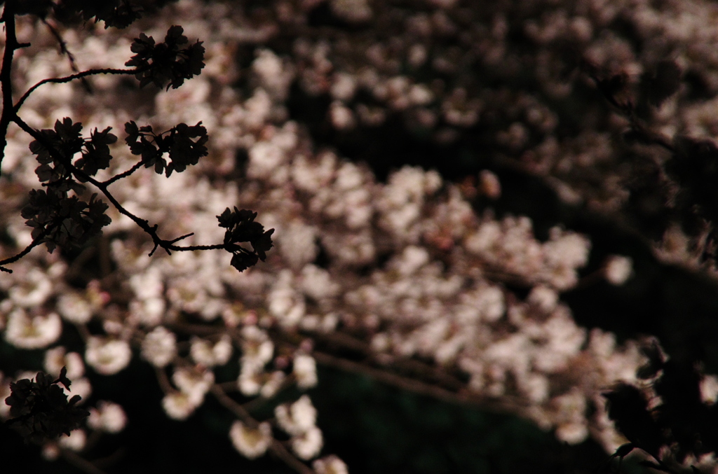 夜桜シルエット