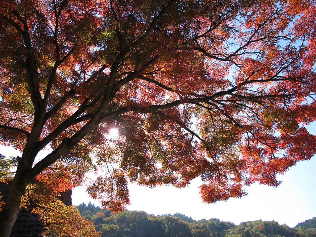 紅空