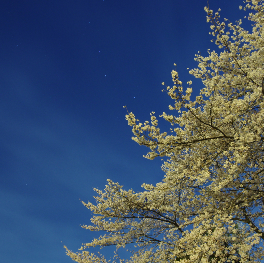 青空と桜