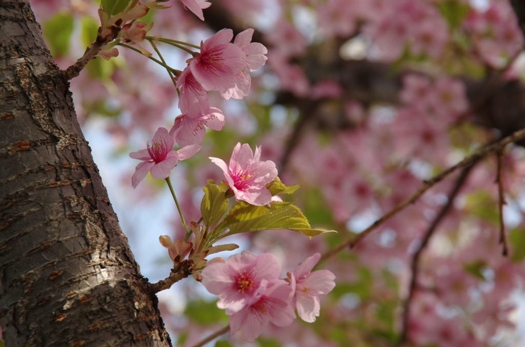 花形桜