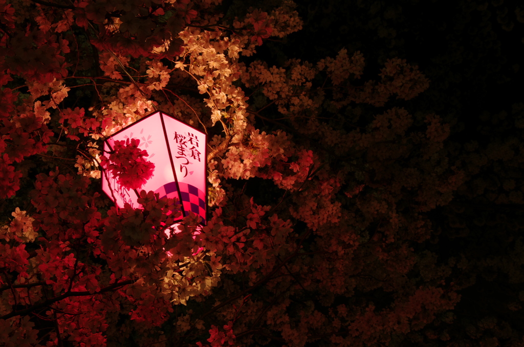 岩倉桜まつり！
