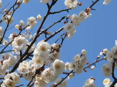 梅