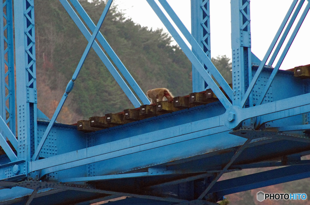 猿も渡る鉄橋