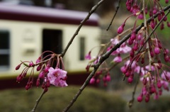 しだれ桜　IMGP0446