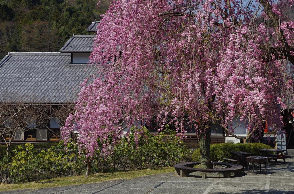 しだれ桜　aIMGP4107b
