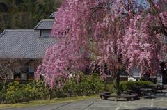 しだれ桜　aIMGP4107b