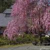 しだれ桜　aIMGP4107b