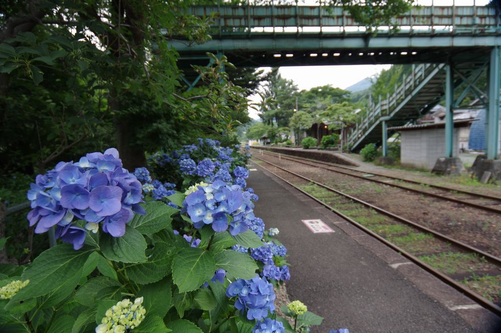 あじさいの咲く駅