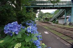 あじさいの咲く駅