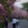 八重ザクラ　aIMGP4867b