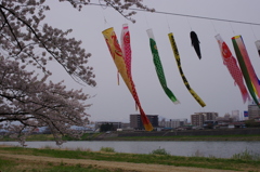 泳ぐ