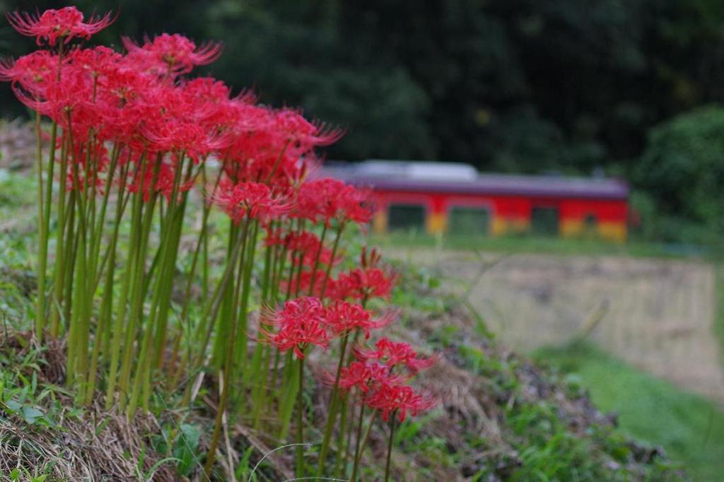 曼珠沙華　IMGP8584