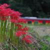 曼珠沙華　IMGP8584