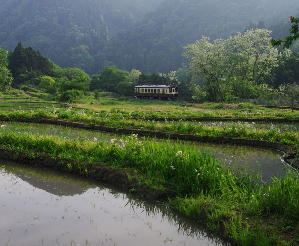 田植え後