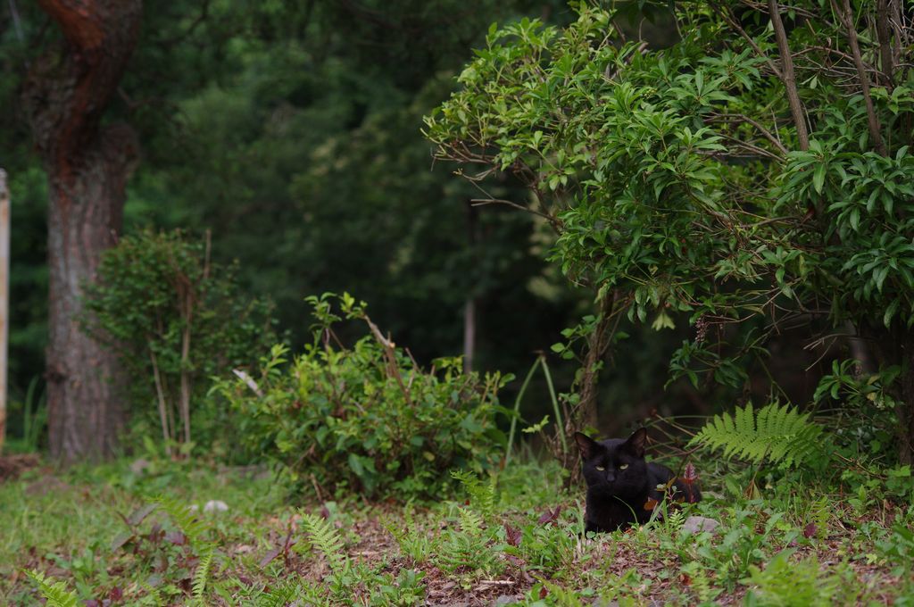 いなくなった猫