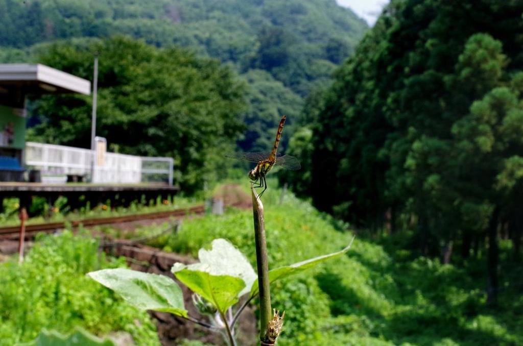 誰もいない駅　IMGP6539