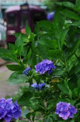IMGP1424a
