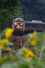 ひまわりと渓谷号