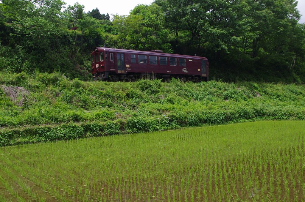 わ鐵と田んぼ