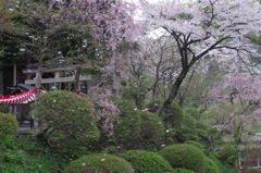 花吹雪