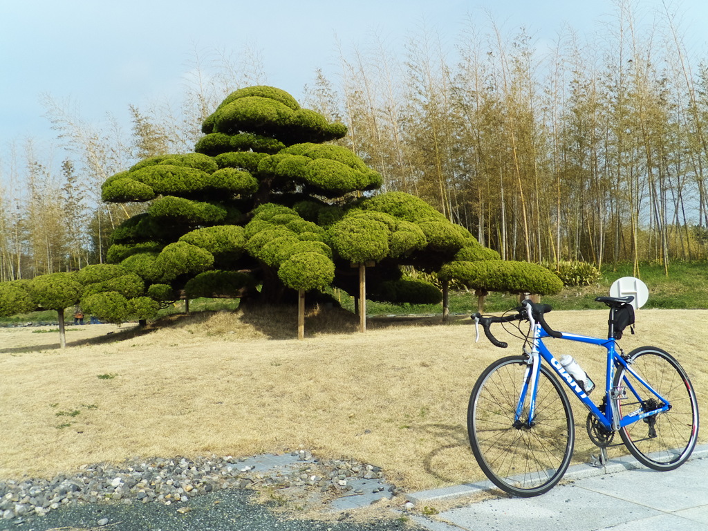 Bonsai