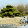 Bonsai