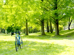 three trees