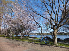 湖畔の桜