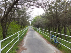 新緑の道