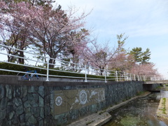 cherry blossoms