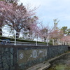 cherry blossoms