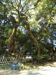 big trees