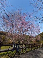 咲撮り