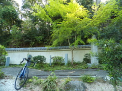  fresh green