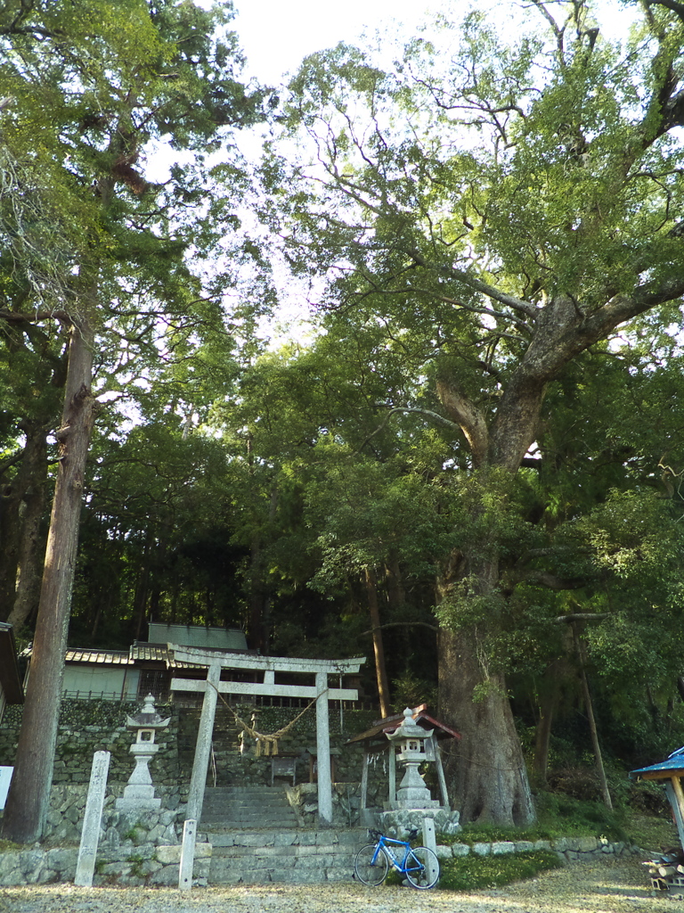 渡ヶ島諏訪神社のクスノキ