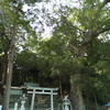 渡ヶ島諏訪神社のクスノキ