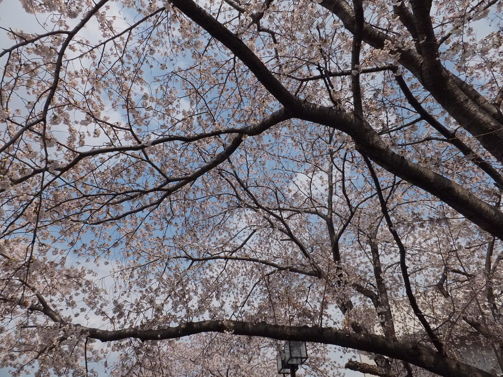 桜