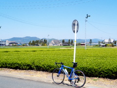 tea plantation