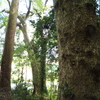 渡ヶ島諏訪神社のクスノキ