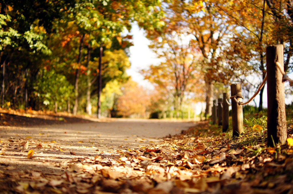 秋風の通り道