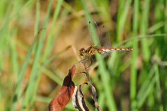 アキアカネ♀