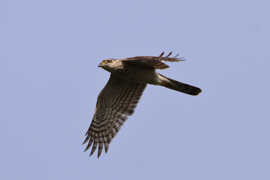 ハイタカ♀成鳥