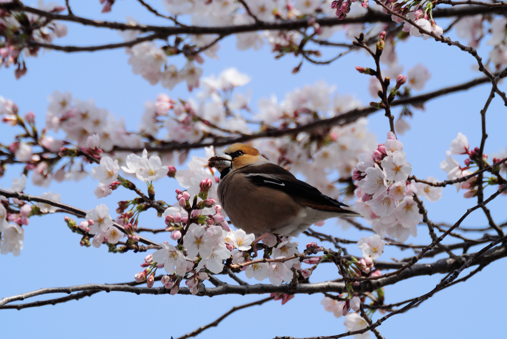 サクラとシメ
